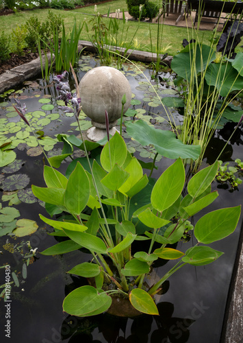 Exotic aquatic plants and garden design. Closeup view of beautiful Thalia dealbata, also known as hardy water canna, green foliage and closed purple flowers blooming in the pond in the garden