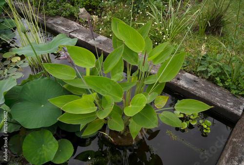 Exotic aquatic plants. Top view of beautiful Thalia dealbata, also known as hardy water canna, green foliage and violet flowers blooming in the pond