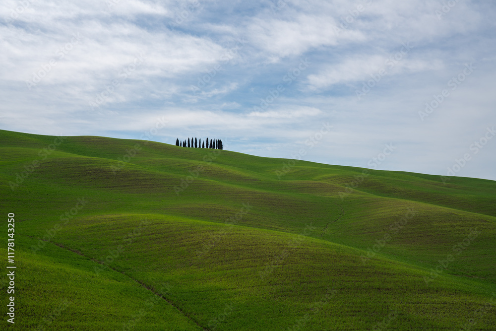Rolling green hills in the Tuscan countryside Rolling green hills in the Tuscan countryside