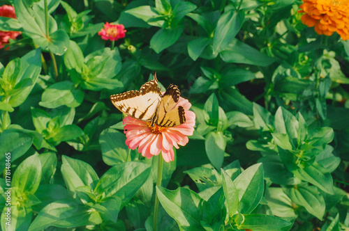 Yellow Butterfly on Pink Zinnia Flower photo