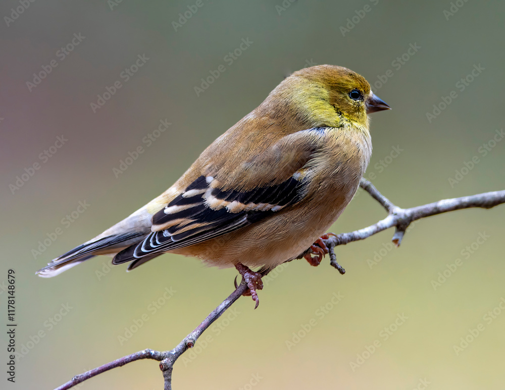 Obraz premium Gold Finch Perched