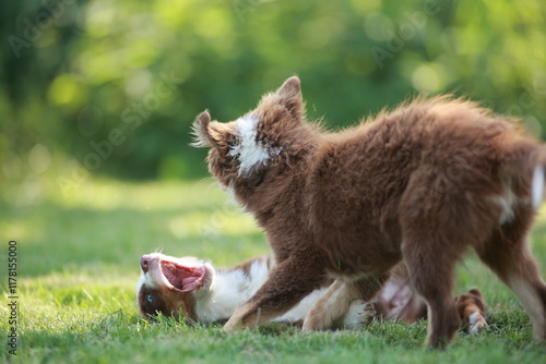 Two dogs are playing in a grassy field photo