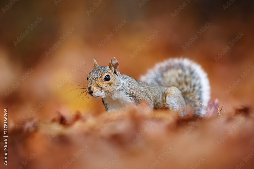 Grey Squirrel 