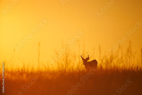 Buck at Sunset photo