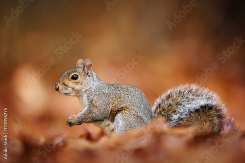 Grey Squirrel Side View photo