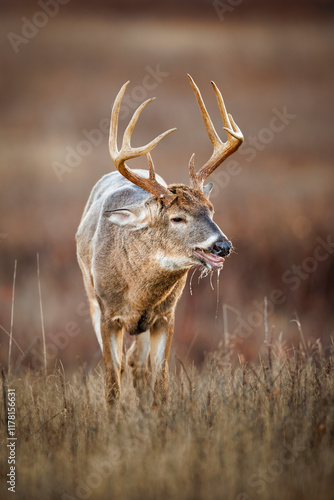 Tired Buck