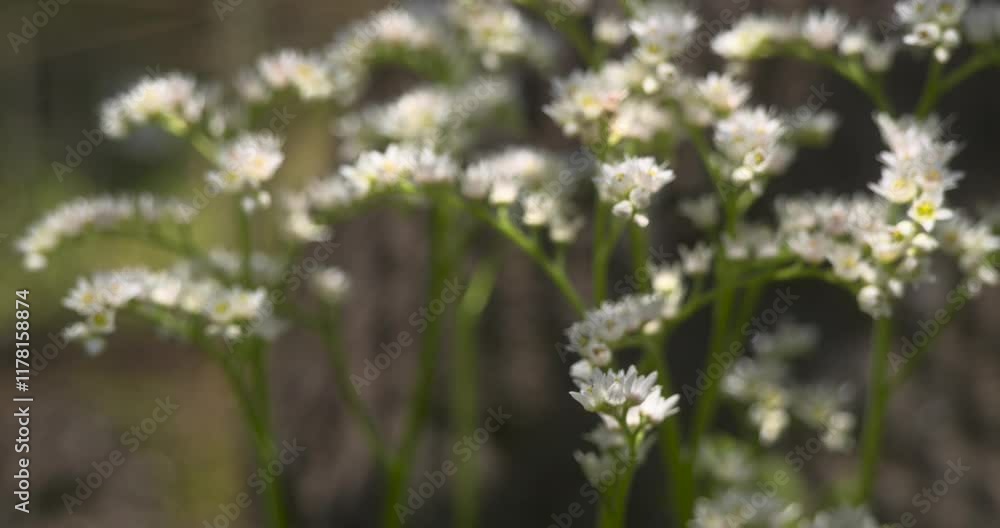 Japanese Zen Garden, Small White Blooming Flowers, Sakura Season, Himeji Castle, Japan, Slow Motion Japanese Zen Garden, Small White Blooming Flowers, Sakura Season, Himeji Castle, Japan, Slow Motion
