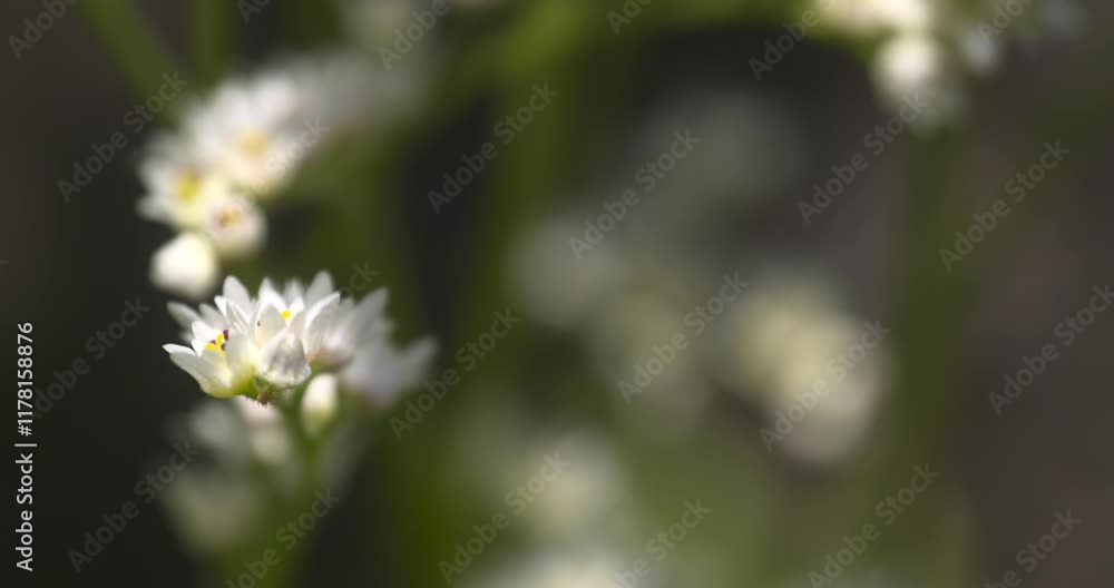 Japanese Zen Garden, Small White Blooming Flowers, Sakura Season, Himeji Castle, Japan, Slow Motion Japanese Zen Garden, Small White Blooming Flowers, Sakura Season, Himeji Castle, Japan, Slow Motion