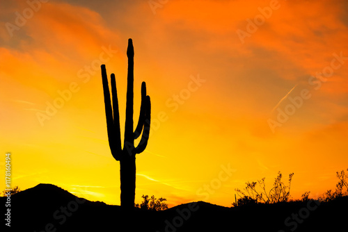 cactus in sunset