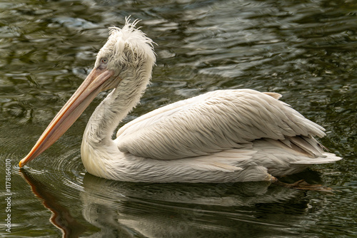 pelican on the water