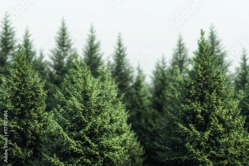 Tall trees growing in a lush green meadow, surrounded by soft grass