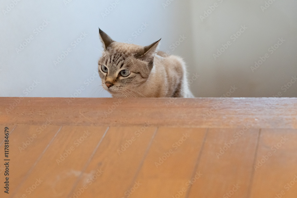 Naklejka premium 階段を上る可愛い猫 シャムトラ猫