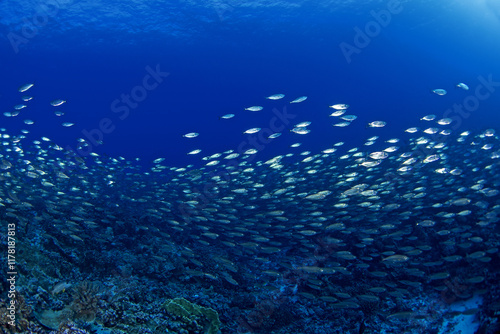 Huge school of bigeye scads during dive in Fakarava atoll. Shoal of selar crumenophthalmus on the bottom of Pacific ocean.