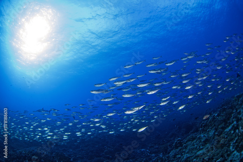 Huge school of bigeye scads during dive in Fakarava atoll. Shoal of selar crumenophthalmus on the bottom of Pacific ocean. photo