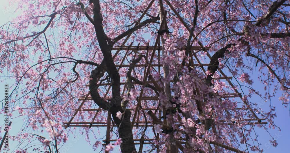 Cherry Blossom Tree with Flowers, Sakura Spring Season blooming, Sun flare, Himeji Castle, Japan, Slow Motion Cherry Blossom Tree with Flowers, Sakura Spring Season blooming, Sun flare, Himeji Castle, Japan, Slow Motion