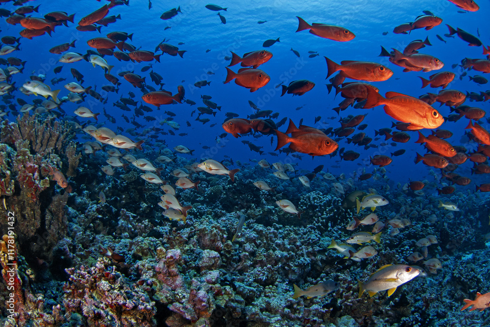 Fototapeta premium School of priacanthus hamrurs, lutjanus gibbus, monotaxis grandoculis and bigeye barenose during dive in Fakarava atoll. Marine life in Pacific ocean.