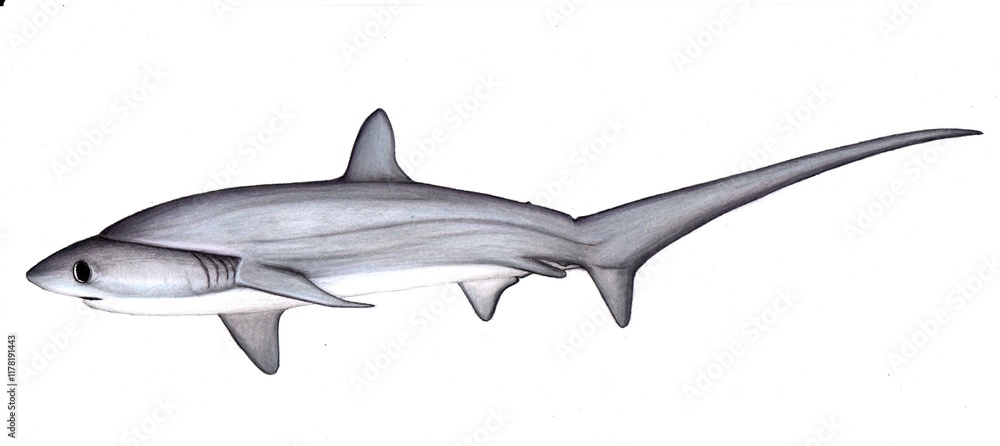 shark