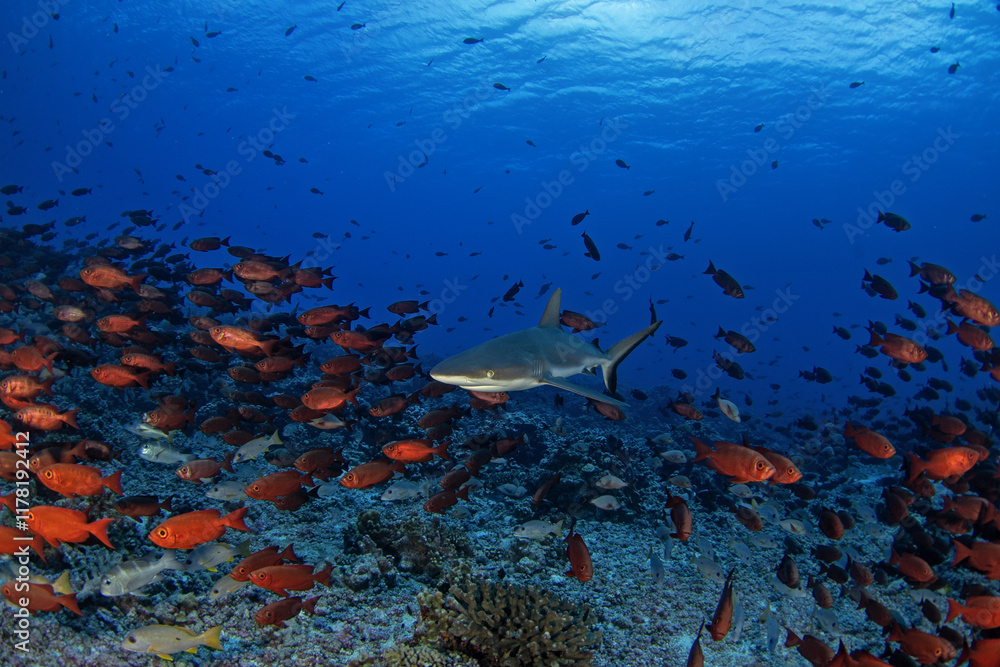 Fototapeta premium Hundreds of grey reef sharks during our dive in Fakarava island. Feared sharks on the atoll in French Polynesia. Marine life in Pacific ocean. Shark is swimming between priacanthus hamrur.