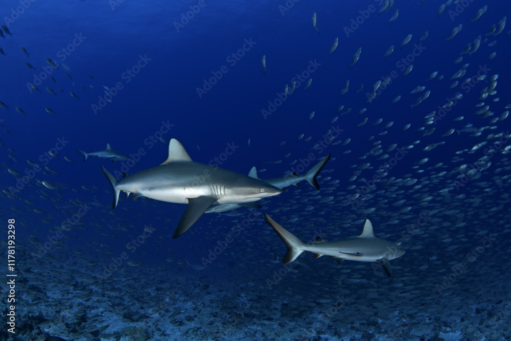 Naklejka premium Hundreds of grey reef sharks during our dive on Fakarava island. Feared sharks on the atoll in French Polynesia. Marine life in Pacific ocean. Sharks are trying catch a fish.