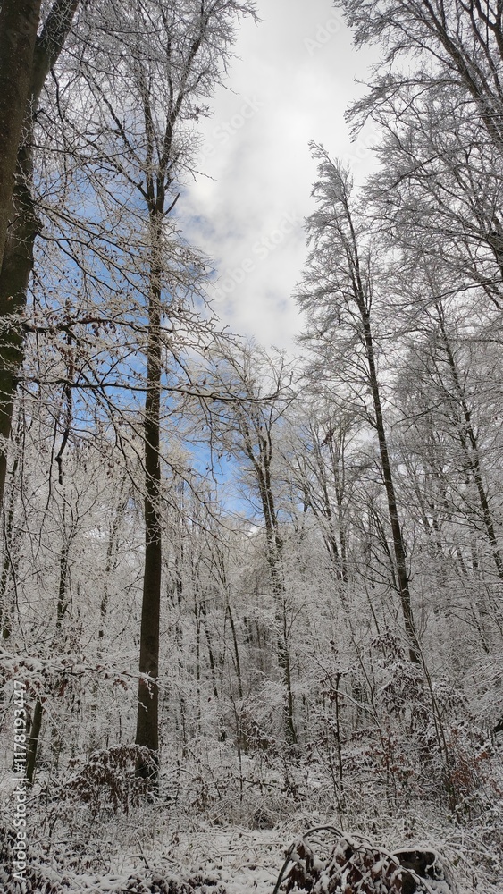Fototapeta premium Schneelandschaft Wald