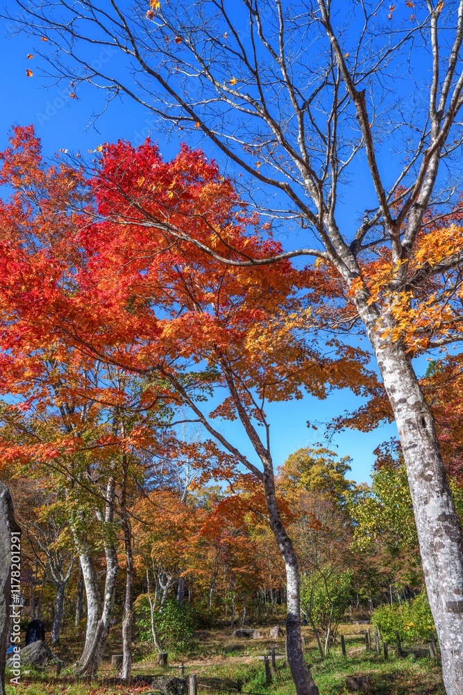 Fototapeta premium 青空バックに見るカラフルなモミジの紅葉