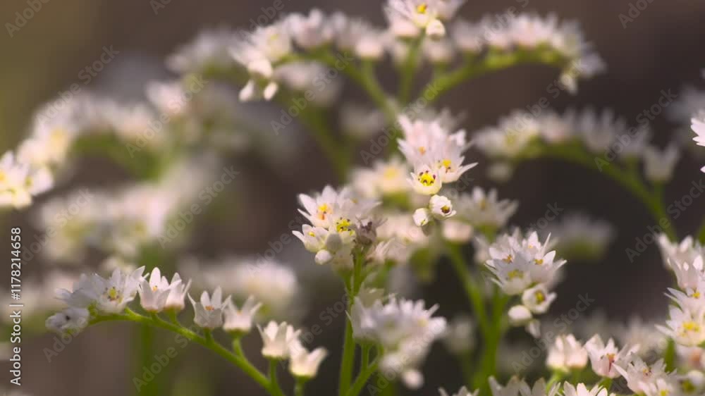 Japanese Zen Garden, Small White Blooming Flowers, Sakura Season, Himeji Castle, Japan, Slow Motion Japanese Zen Garden, Small White Blooming Flowers, Sakura Season, Himeji Castle, Japan, Slow Motion