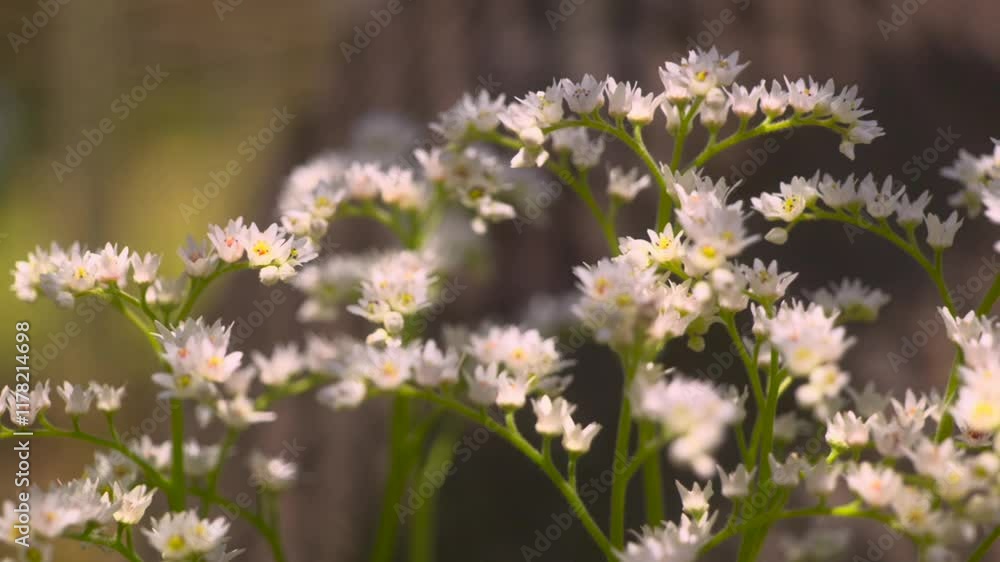 Japanese Zen Garden, Small White Blooming Flowers, Sakura Season, Himeji Castle, Japan, Slow Motion Japanese Zen Garden, Small White Blooming Flowers, Sakura Season, Himeji Castle, Japan, Slow Motion