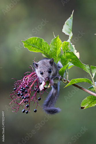 Dormouse (Glis glis) Ghiro