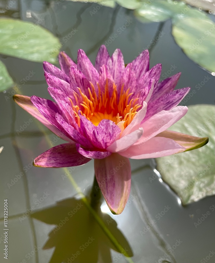 Nymphaea Pleiades Water Lily Lotus Nymphaea Pleiades Water Lily Lotus
