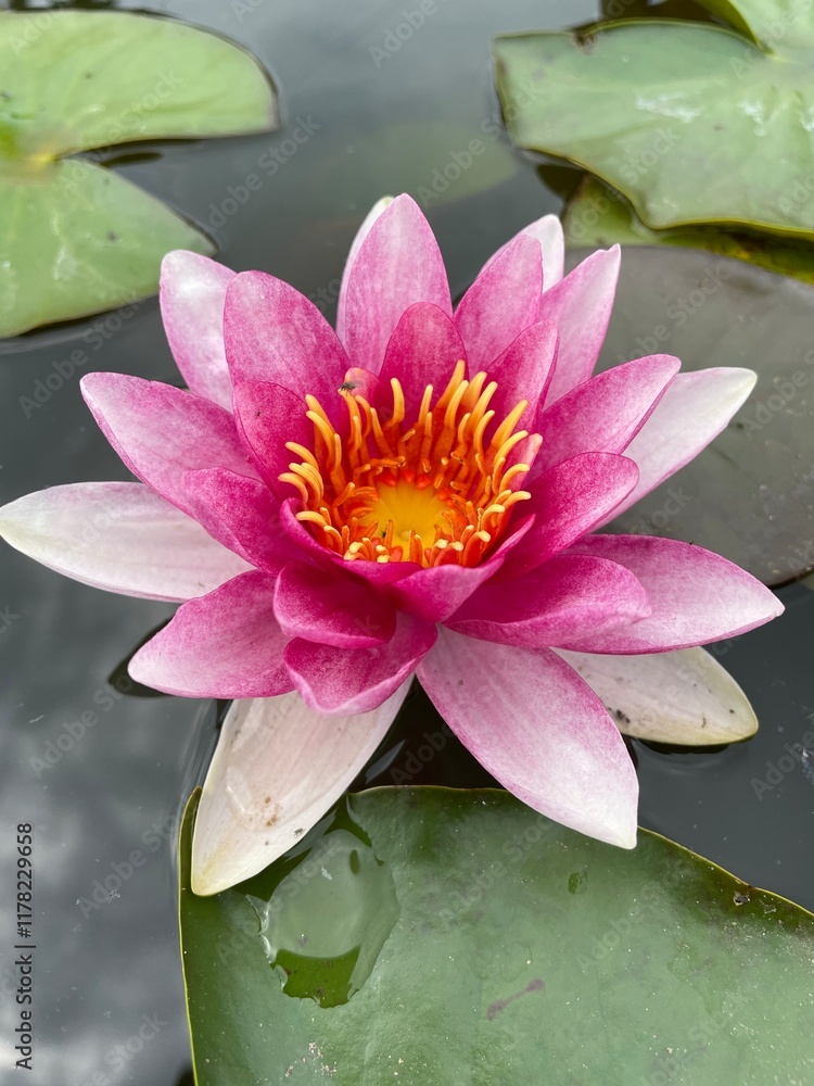 Nymphaea Marliacea Flammea Water Lily Lotus Nymphaea Marliacea Flammea Water Lily Lotus