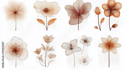 Collection of delicate, translucent brown flowers on white background.