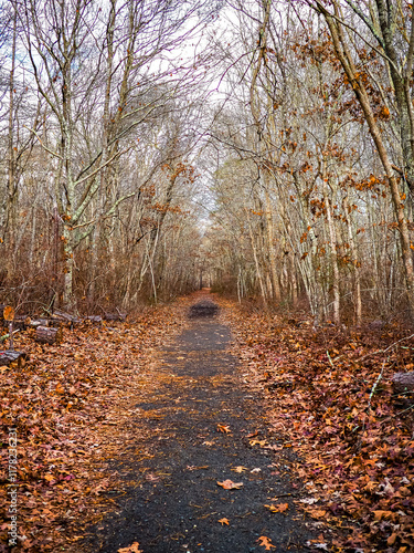 Straight paved hiking trail or path through forest in late fall, early winter, with red leaves fallen on the ground and mostly bare trees against an overcast sky. 