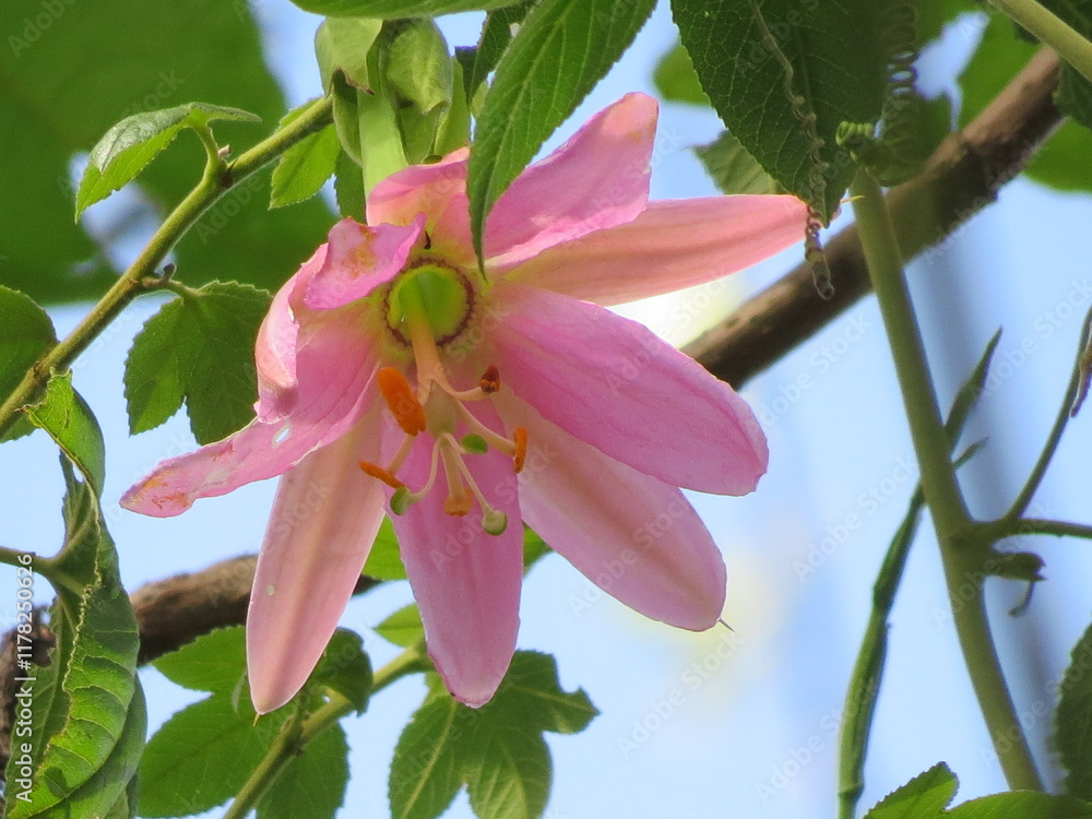 Flor de la pasion