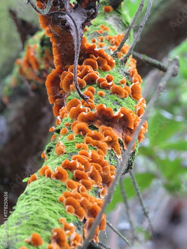Obraz na płótnie fungus w salonie