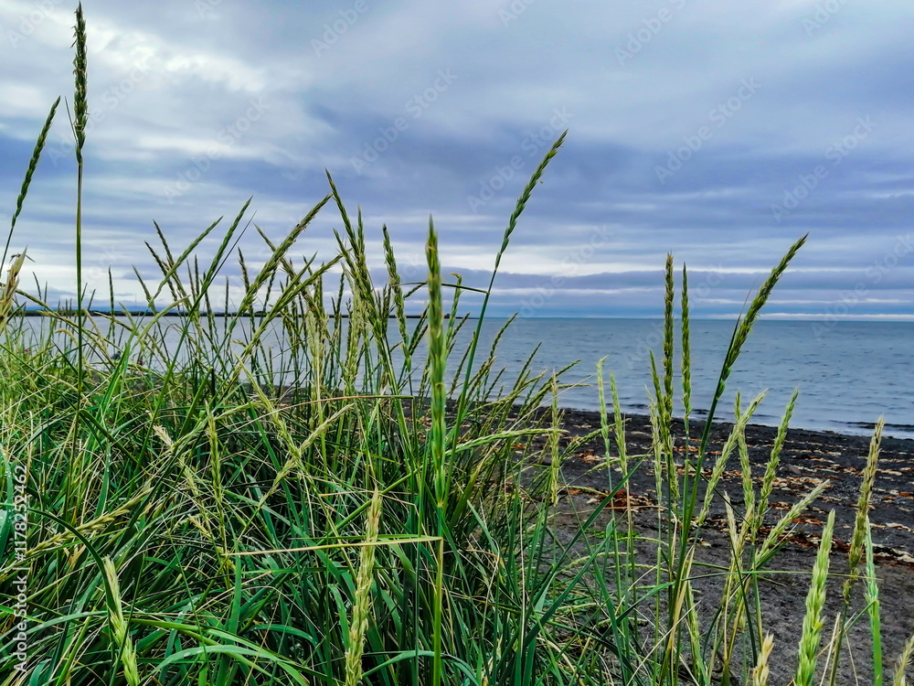 Fototapeta premium Close up of green grass, water background, Seltjarnarnes city area, Reykjavik, Iceland