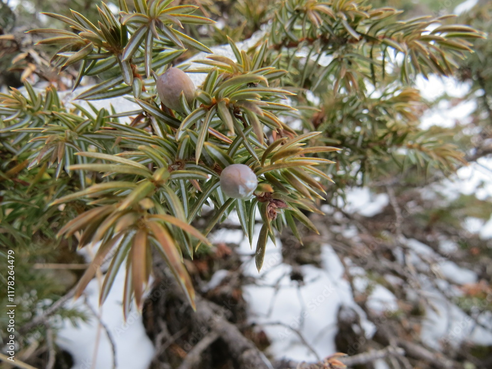 Nature and snow