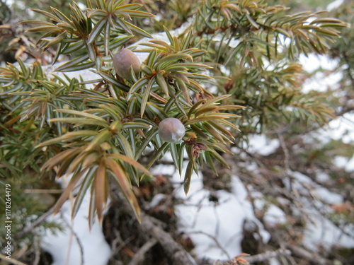Nature and snow
