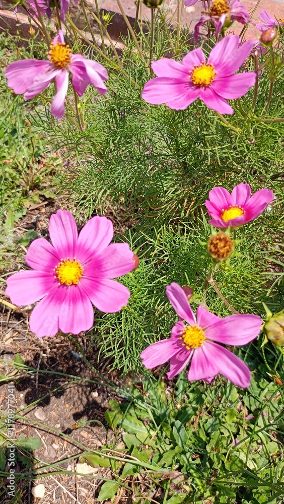 Florecitas del pasto
