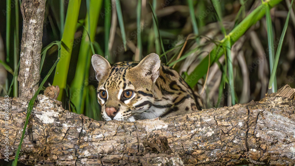 Fototapeta premium portrait - head shot of ocelot peering curiously over a fallen log in the jungle of the Pantana