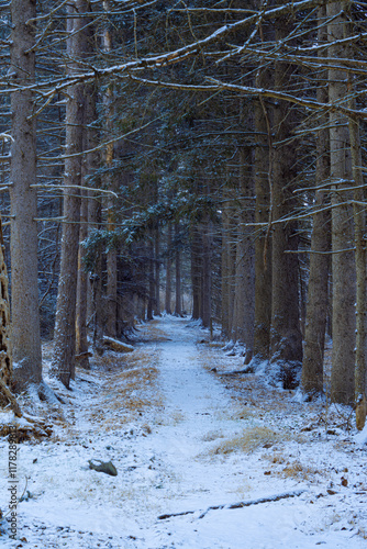 forest in winter