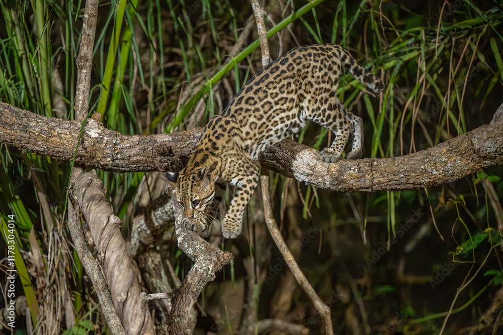 Obraz premium Ocelot climbing down from a branch