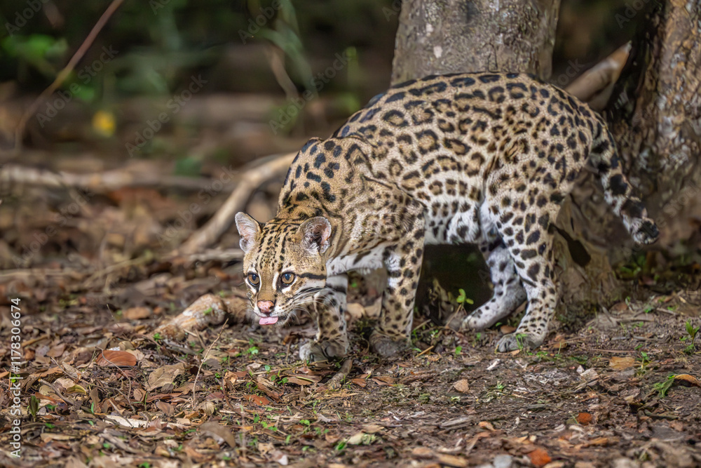 Obraz premium Ocelot exploring its surroundings in the Pantanal