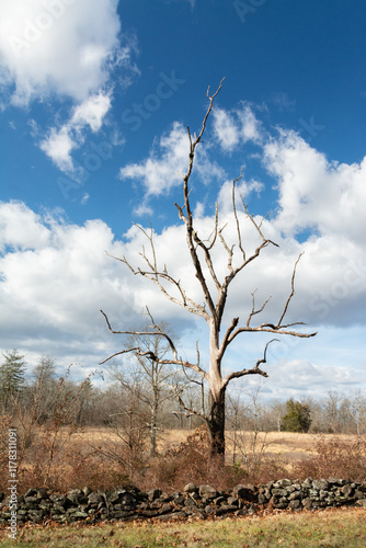 dead tree in the field