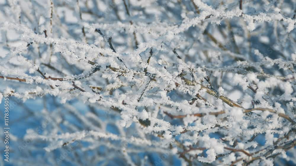 Winter's Elegance Frost Covered Branches in Daylight. Winter's Elegance Frost Covered Branches in Daylight.