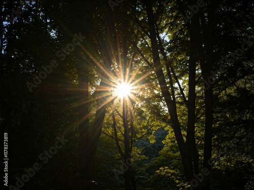 Sunlight bursts through a dense canopy of leaves, casting a radiant starburst pattern. Lush green foliage creates a dark, mysterious atmosphere