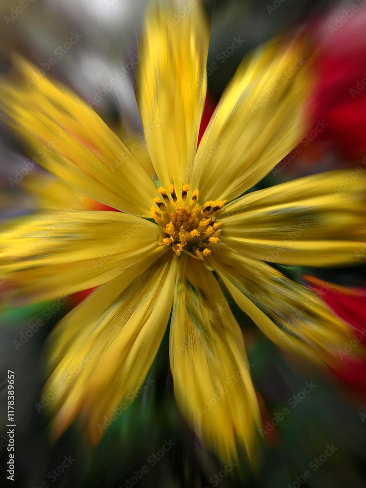 Obraz premium yellow flower closeup