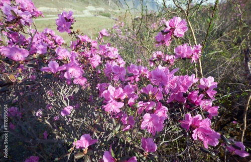 Rhododendron dauricum flowers in Altai in spring season. photo