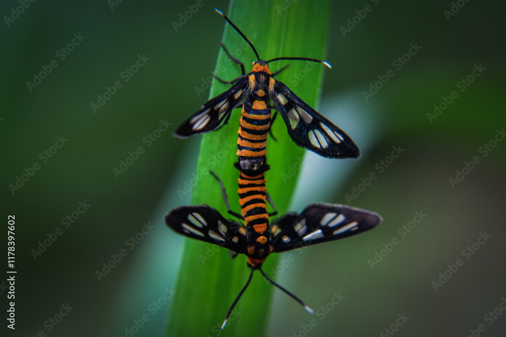 Close up Black and orange insects are reproducing, mating bug, mating insect Close up Black and orange insects are reproducing, mating bug, mating insect