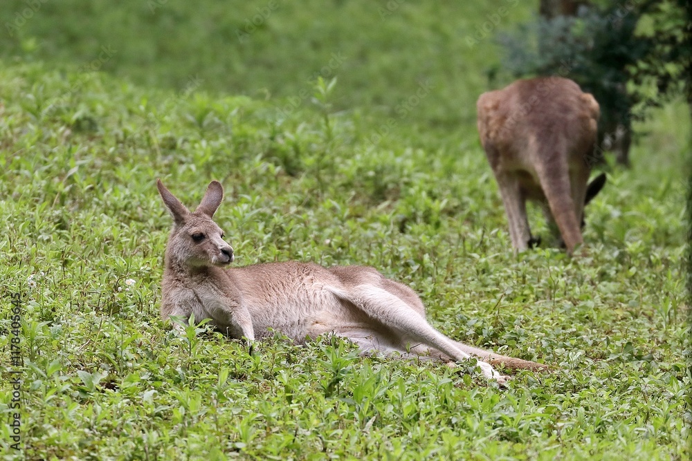 草むらで寝そべり休むオオカンガルー 草むらで寝そべり休むオオカンガルー