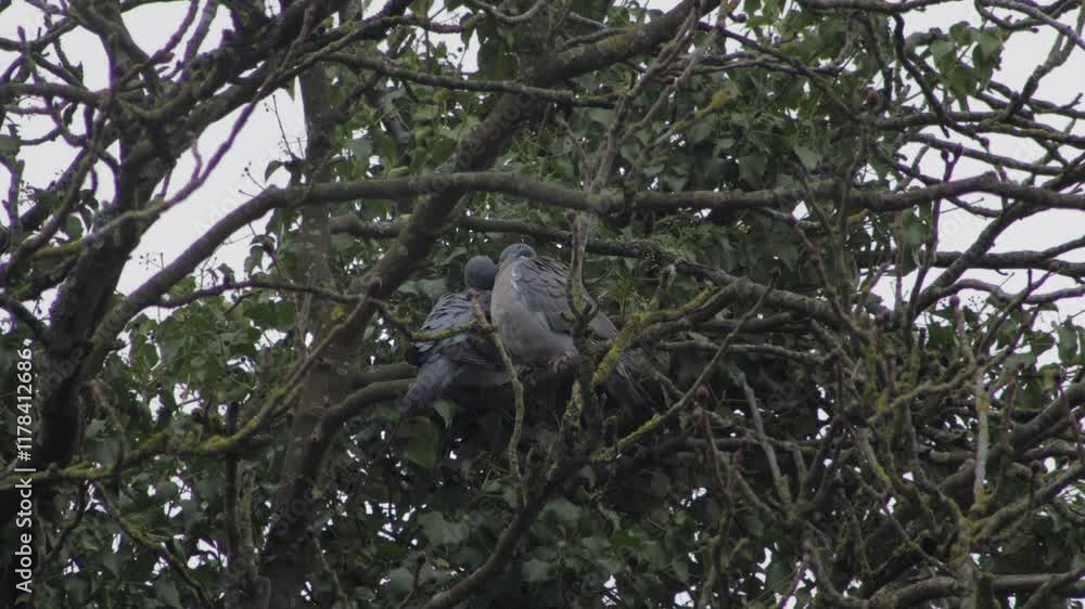 Two Common Wood Pigeons Grooming Each Others Feathers Perched In Tree Overcast Windy Winter UK England Hertfordshire Borehamwood Two Common Wood Pigeons Grooming Each Others Feathers Perched In Tree Overcast Windy Winter UK England Hertfordshire Borehamwood